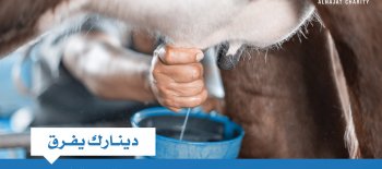 المشاريع التنموية ( البقرة الحلوب ) - جمعية النجاة الخيرية