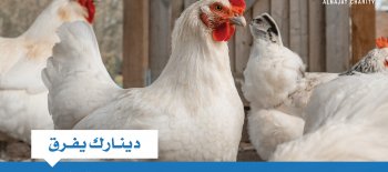 مشروع مزرعة الدواجن بألبانيا - جمعية النجاة الخيرية