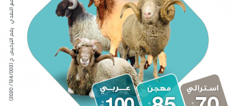 مشاريع الأضحية - جمعية النجاة الخيرية