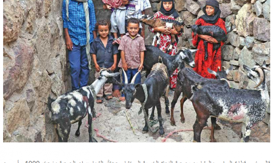 "النجاة الخيرية": توزع 1000 رأس من الماعز  الحلوب لـــ200 أسرة باليمن الشقيق